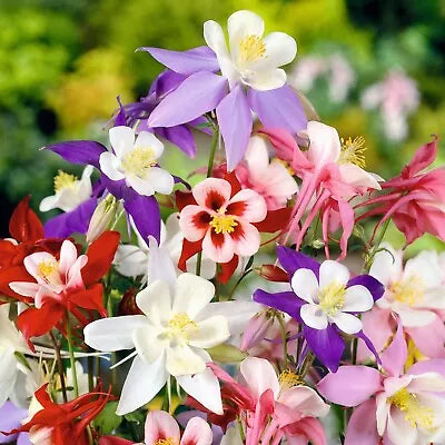 columbine mckana flower seeds