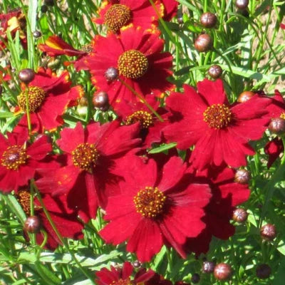 Red Tall Plains Coreopsis Planting Non Gmo Free Ship Heirloom Flower Seeds Home Garden