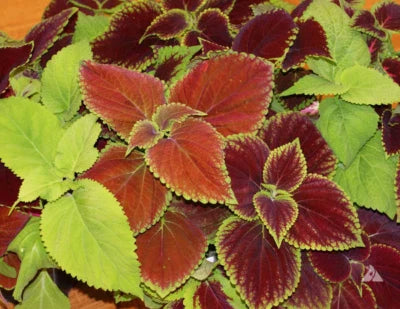 coleus blumei flower seeds
