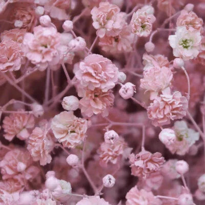 pink babys flower seeds