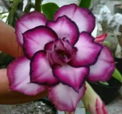 white purple flower seeds