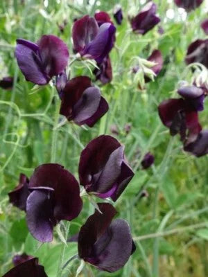 lathyrus odoratus flower seeds
