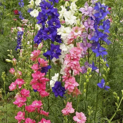 larkspur fresh flower seeds