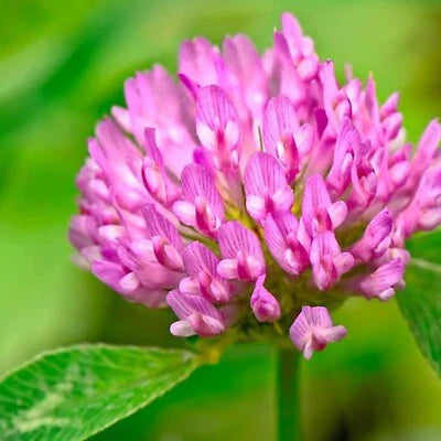 red medium flower seeds