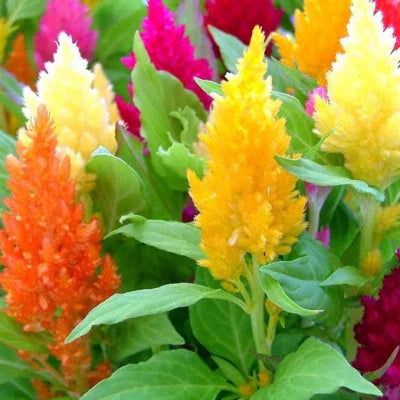 pampas plume flower seeds