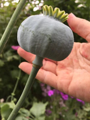 fresh giganteum flower seeds