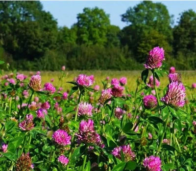 red mammoth flower seeds