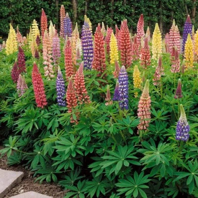 russell lupine flower seeds