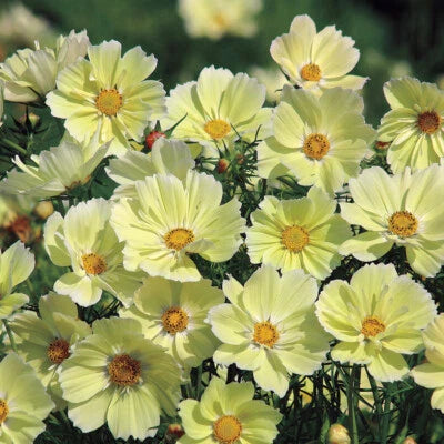 Yellow Cosmos Sunset Great Cut Flowers Containers Non Gmo Heirloom Flower Seeds Home Garden