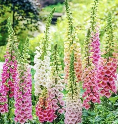 digitalis foxglove flower seeds