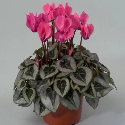cyclamen for flower seeds