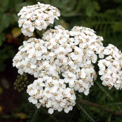 white yarrow flower seeds