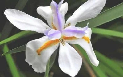white yellow flower seeds