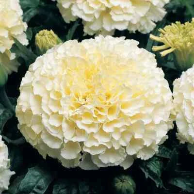 moonlight marigold flower seeds