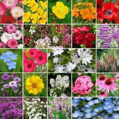 wildflower mix flower seeds