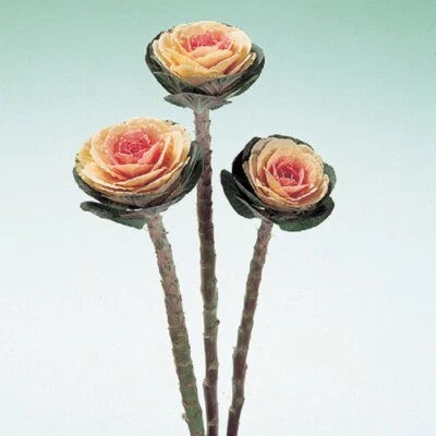 white flowering flower seeds