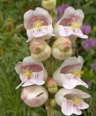 penstemon palmers flower seeds