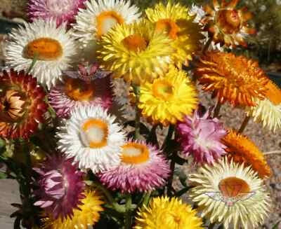 dwarf strawflower flower seeds