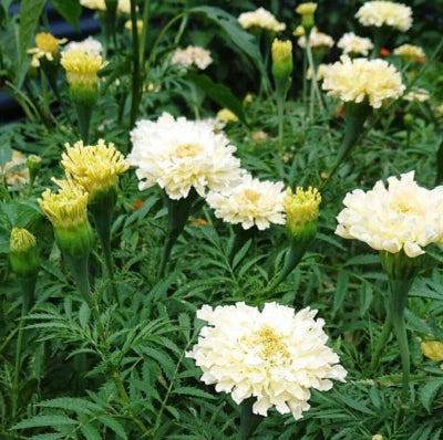 white african flower seeds