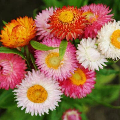 swiss giant flower seeds
