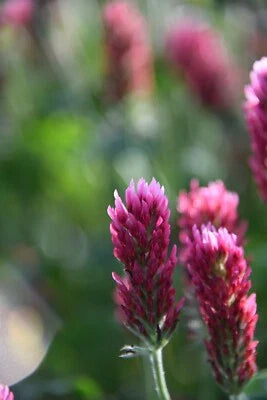 crimson clover flower seeds