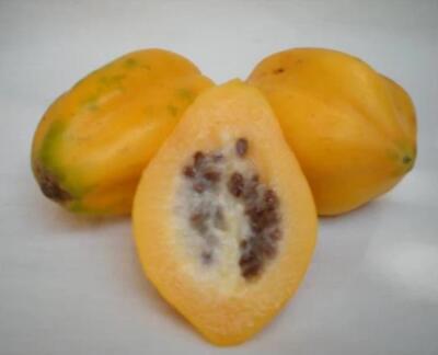 Mountain Papaya (Vasconcellea pubescens) Fruit Tree Seeds for Planting – High Yield, Excellent Quality