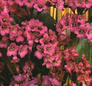 bergenia cordifolia flower seeds