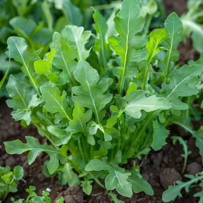 arugula for flower seeds