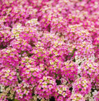 pink alyssum flower seeds