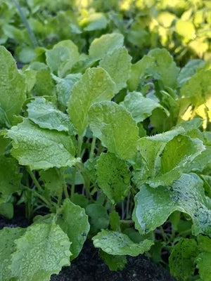 georgia southern flower seeds