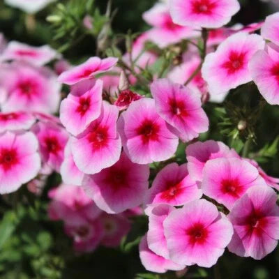 brilliant phlox flower seeds