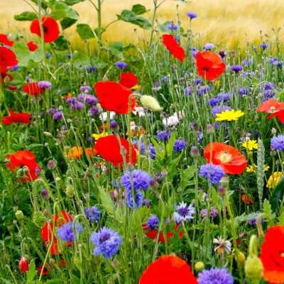 fall maximum wildflower seed mix Wildflower Mix Fall Maximum Fall Planting Spring Spring Blooms Heirloom Non  Gmo Flower – Neeraseeds