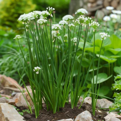 chives for flower seeds