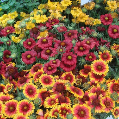 blanket flower flower seeds