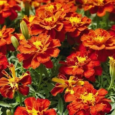 Red French Marigold Cherry Beneficial In Vegetable Gardens Non Gmo Heirloom Easy To Grow Annual