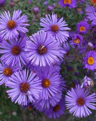 purple new flower seeds