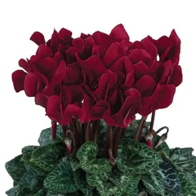 cyclamen for flower seeds