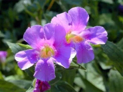 mimulus unusuals flower seeds