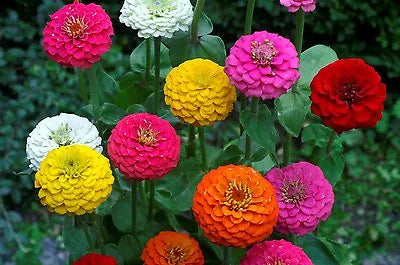 lilliput zinnia flower seeds