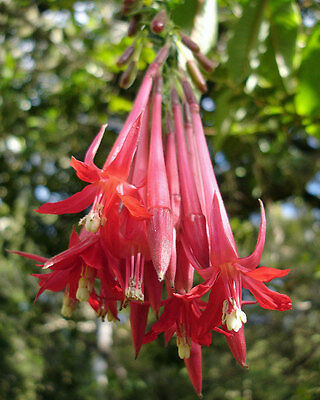 Orange Mix Fuchsia Flower Seeds for Planting - 100 pcs