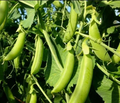 Sugar Snap Pea Planting Home Grown In Oregon Organic Heirloom Non Gmo Fragrant Climbing Annual