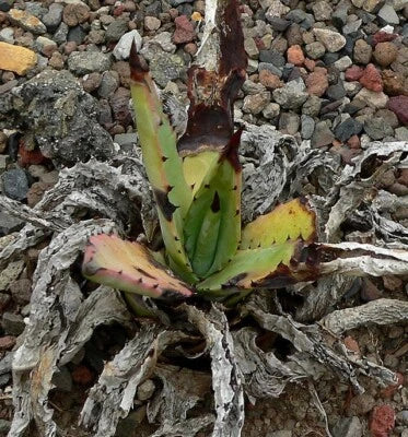 agave mckelveyana flower seeds