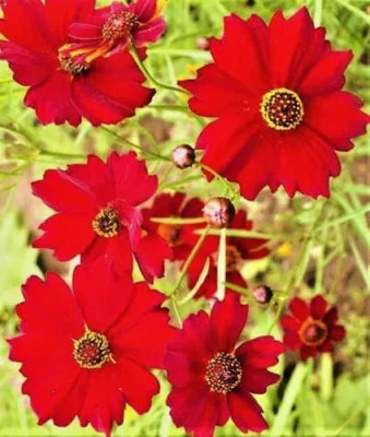 red dwarf flower seeds