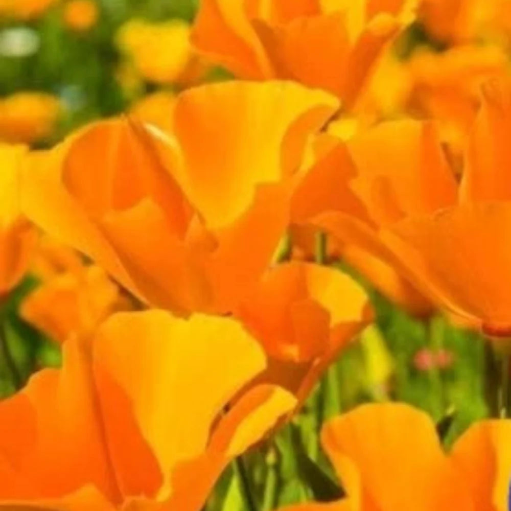 Orange Calinia Poppy Flower Planting Non Gmo Heirloom Flower Planting Flower Seeds