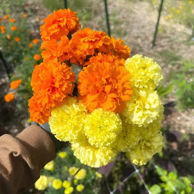 Orange Yellow African Marigold Planting Crackerjack Beautiful And Blooms Heirloom Non Gmo Easy