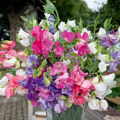 bijou mix flower seeds