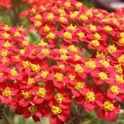red yarrow flower seeds