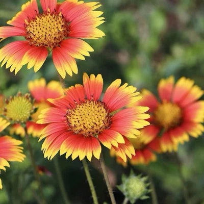 indian blanket flower seeds