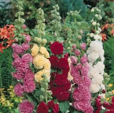 Summer Carnival Mix Hollyhock Flowers Easy Non Gmo Tx Usa Heirloom Flower Seeds Home Garden