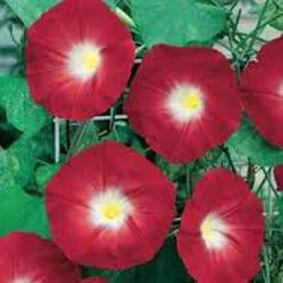 scarlet hara flower seeds